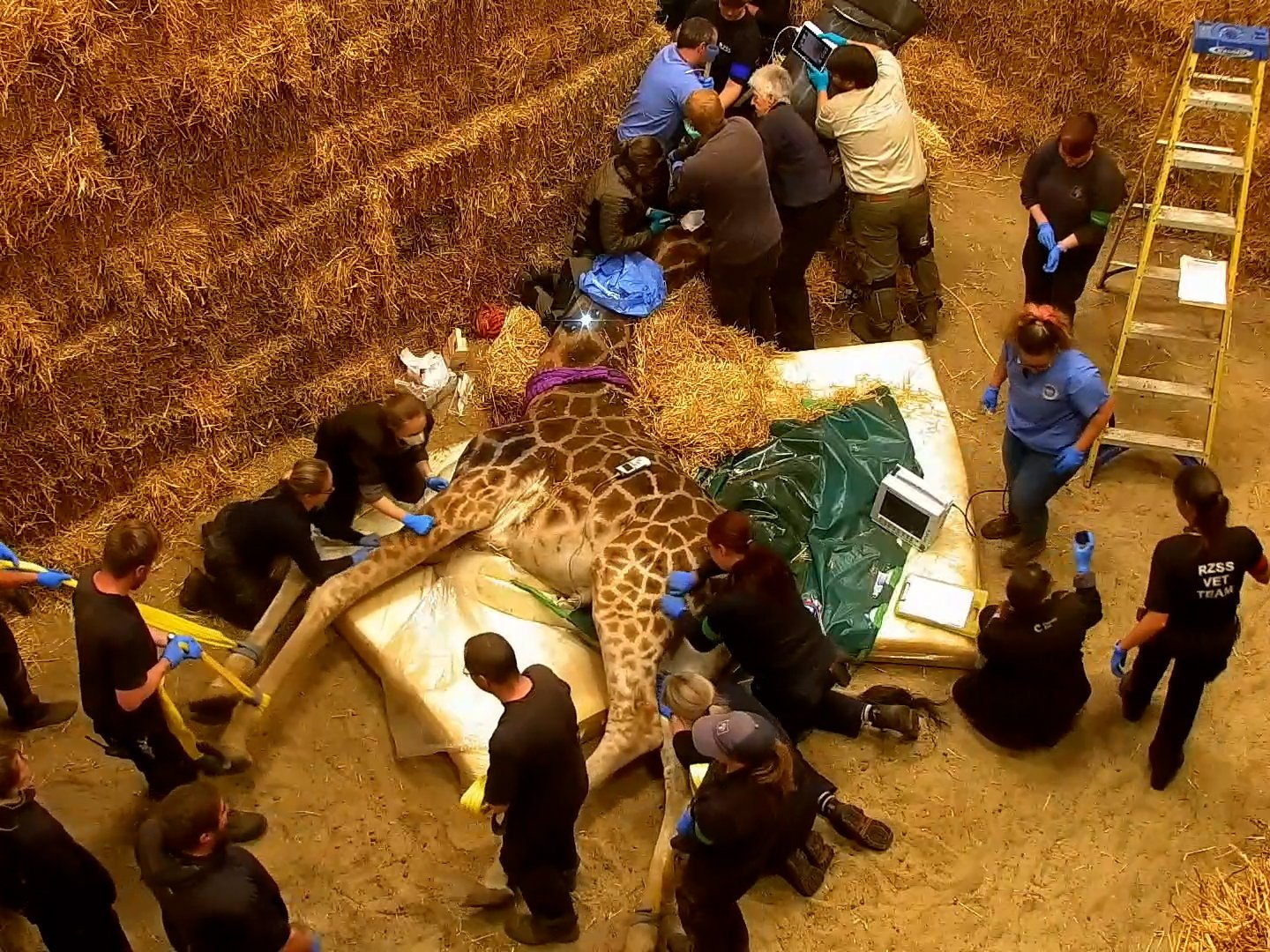 Giraffe undergoes surgery on face after unusual swelling